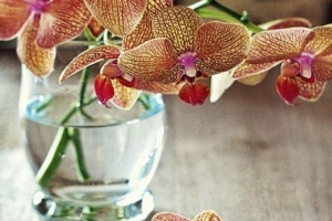 Wat is de betekenis van de orchideebloem volgens kleur?