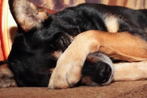Wat moet ik doen als mijn hond bang is voor mensen?