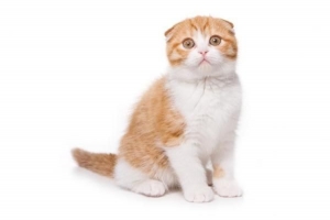Wat te doen als mijn kat verdwaald is?
