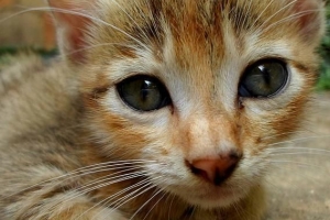 Wat te doen als mijn kat niet wil eten?