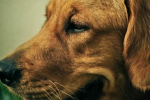 Wat te doen als mijn hond niet wil eten?