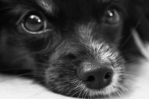 Wat te doen als mijn hond bleekmiddel dronk?