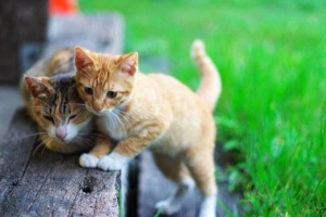 Wat te doen als u een verdwaalde kat vindt?