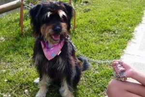 Wat te doen als uw hond niet wil lopen?