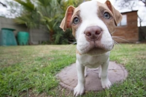 Wat te doen als uw hond wordt gestoken door een bij?