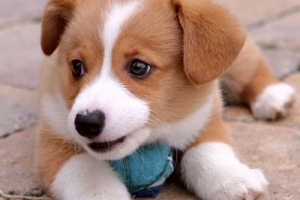 Wanneer mag ik met mijn puppy wandelen?