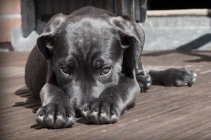 Wanneer wordt een puppy als een hond beschouwd?