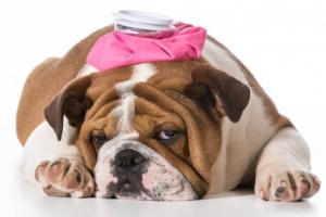 Waarom kwispelt mijn hond niet meer met zijn staart?