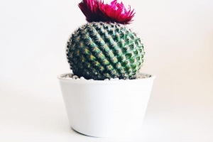 Waarom brengt het ongeluk om een ​​cactus in huis te hebben??