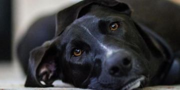 Hoe indigestie bij honden te behandelen?